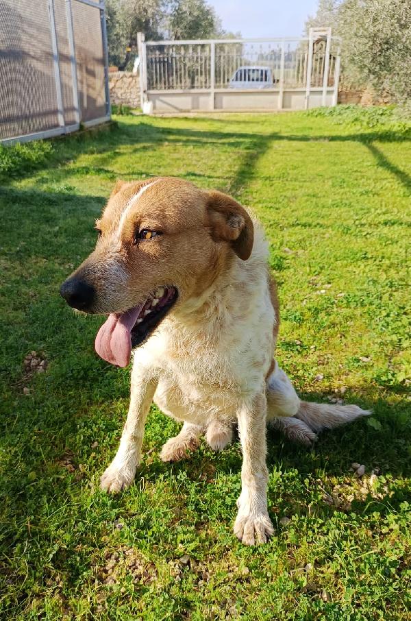 Kiss, giovane meticcio 3 anni e mezzo Foto 7